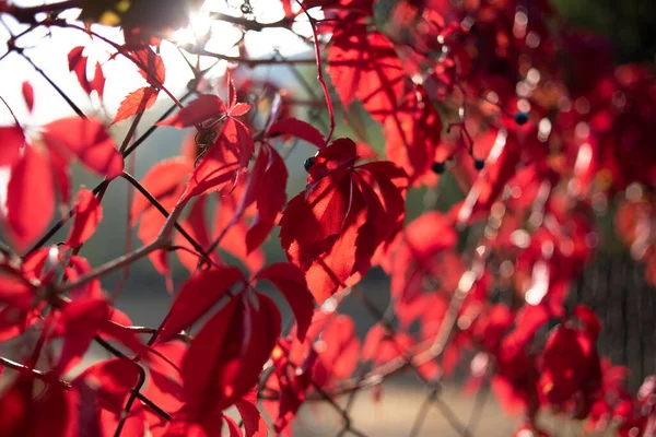 Hojas rojas de uvas silvestres. Colorido otoño, brillante fondo de uva silvestre . — Foto de Stock