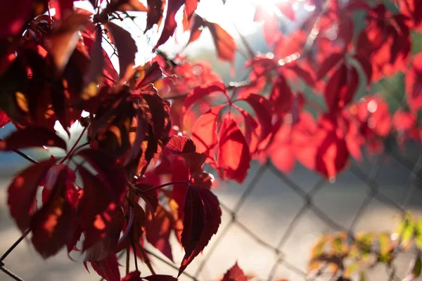Folhas vermelhas de uvas selvagens. Outono colorido, fundo de uva selvagem brilhante . — Fotografia de Stock