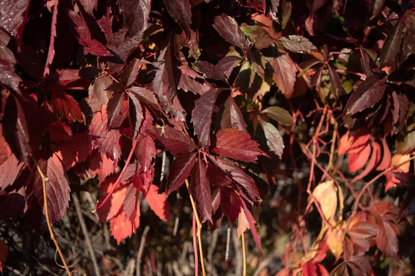 野生のブドウの赤い葉。カラフルな秋、明るい野生のブドウの背景. — ストック写真