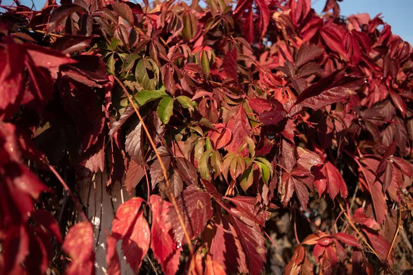 Red leaves of wild grapes. Colorful autumn, bright wild grape background.