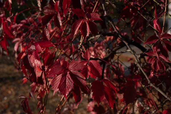 Червоне листя дикого винограду. Барвистий осінній, яскравий фон з дикого винограду . — стокове фото