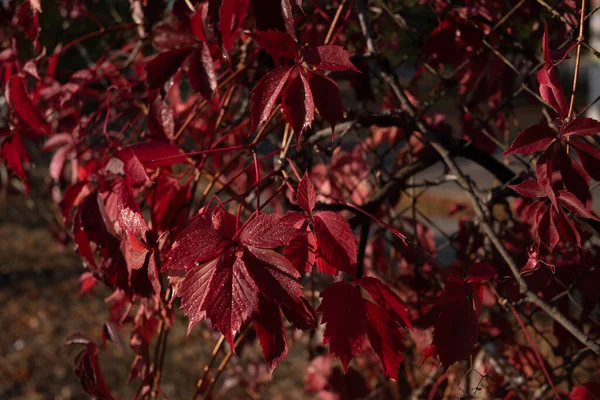 Red leaves of wild grapes. Colorful autumn, bright wild grape background.