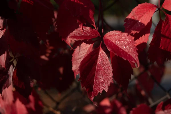 Красные листья дикого винограда. Цветная осень, яркий дикий виноград фон . — стоковое фото