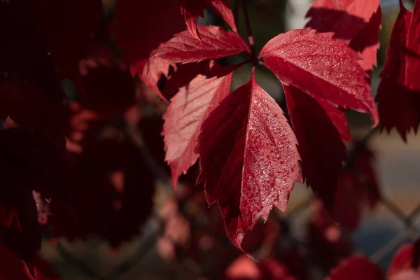 Czerwone liście dzikich winogron. Kolorowa jesień, jasne dzikie tło winogron. — Zdjęcie stockowe