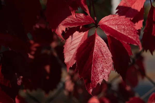 Красные листья дикого винограда. Цветная осень, яркий дикий виноград фон . — стоковое фото