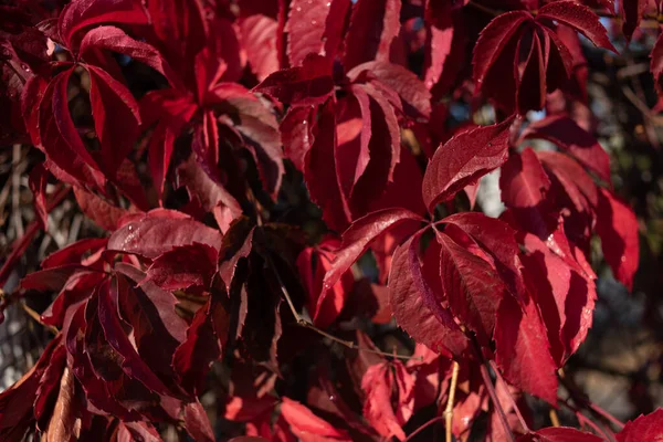 Vadszőlő vörös levelei. Színes ősz, világos vad szőlő háttér. — Stock Fotó