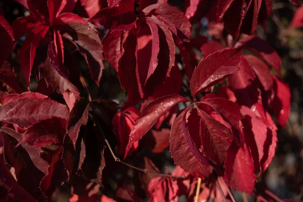 Red leaves of wild grapes. Colorful autumn, bright wild grape background.