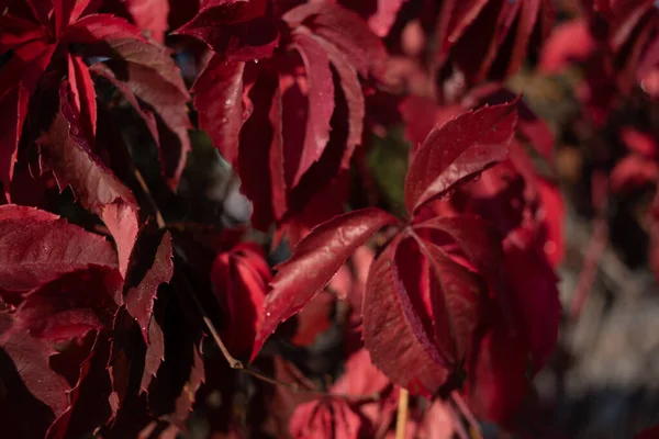 Red leaves of wild grapes. Colorful autumn, bright wild grape background.