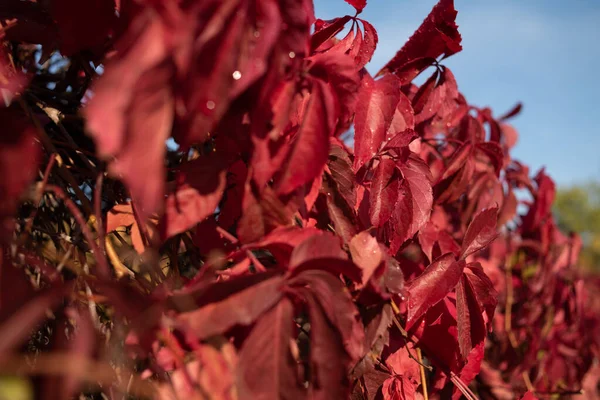 Red leaves of wild grapes. Colorful autumn, bright wild grape background.