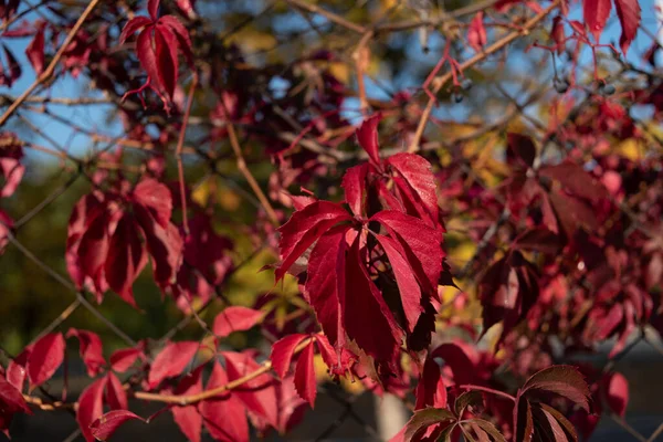 Red leaves of wild grapes. Colorful autumn, bright wild grape background.