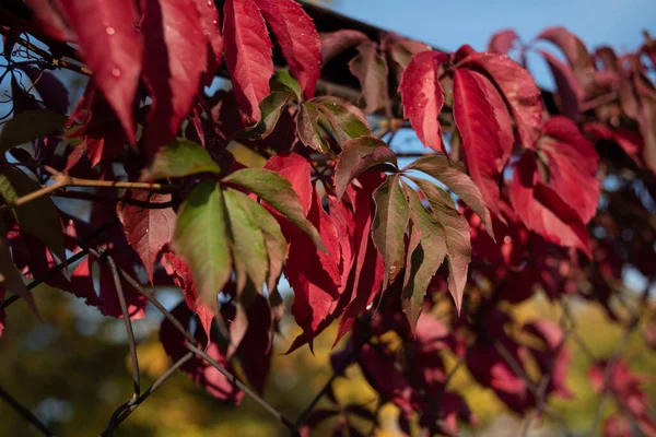 Red leaves of wild grapes. Colorful autumn, bright wild grape background.