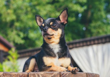 Chihuahua bankta oturuyor. Pretty kahverengi chihuahua köpek ayakta ve kamera bakan.