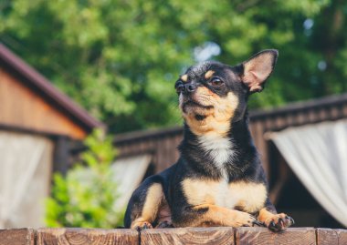Chihuahua bankta oturuyor. Pretty kahverengi chihuahua köpek ayakta ve kamera bakan.