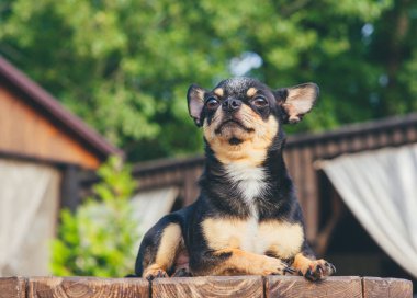 Chihuahua bankta oturuyor. Pretty kahverengi chihuahua köpek ayakta ve kamera bakan.