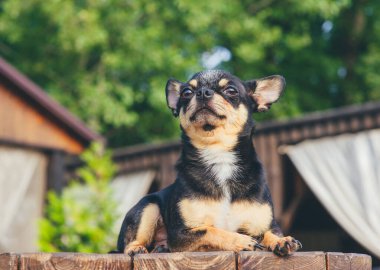 Chihuahua bankta oturuyor. Pretty kahverengi chihuahua köpek ayakta ve kamera bakan.