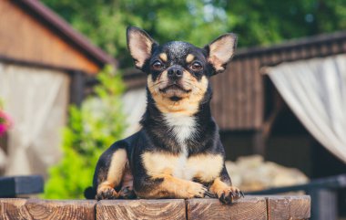 Chihuahua bankta oturuyor. Pretty kahverengi chihuahua köpek ayakta ve kamera bakan.