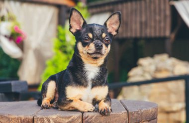 Chihuahua bankta oturuyor. Pretty kahverengi chihuahua köpek ayakta ve kamera bakan.
