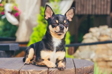 Chihuahua bankta oturuyor. Pretty kahverengi chihuahua köpek ayakta ve kamera bakan.