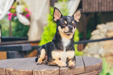 Chihuahua bankta oturuyor. Pretty kahverengi chihuahua köpek ayakta ve kamera bakan.