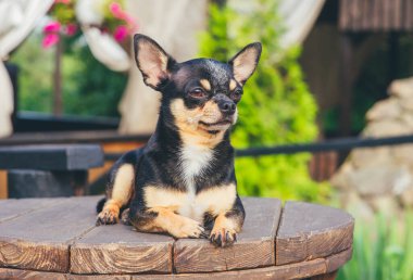 Chihuahua bankta oturuyor. Pretty kahverengi chihuahua köpek ayakta ve kamera bakan.