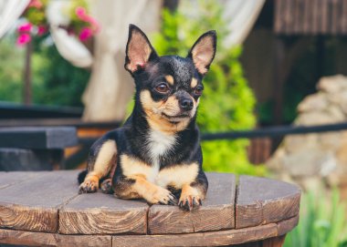 Chihuahua bankta oturuyor. Pretty kahverengi chihuahua köpek ayakta ve kamera bakan.