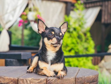 Chihuahua bankta oturuyor. Pretty kahverengi chihuahua köpek ayakta ve kamera bakan.