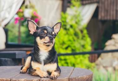 Chihuahua bankta oturuyor. Pretty kahverengi chihuahua köpek ayakta ve kamera bakan.