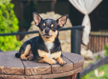 Chihuahua bankta oturuyor. Pretty kahverengi chihuahua köpek ayakta ve kamera bakan.