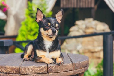 Chihuahua bankta oturuyor. Pretty kahverengi chihuahua köpek ayakta ve kamera bakan.