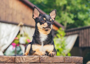 Chihuahua bankta oturuyor. Pretty kahverengi chihuahua köpek ayakta ve kamera bakan.