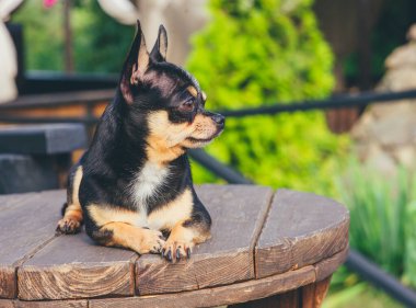 Chihuahua bankta oturuyor. Pretty kahverengi chihuahua köpek ayakta ve kamera bakan.