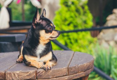 Chihuahua bankta oturuyor. Pretty kahverengi chihuahua köpek ayakta ve kamera bakan.