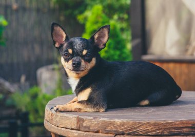 Chihuahua bankta oturuyor. Pretty kahverengi chihuahua köpek ayakta ve kamera bakan.