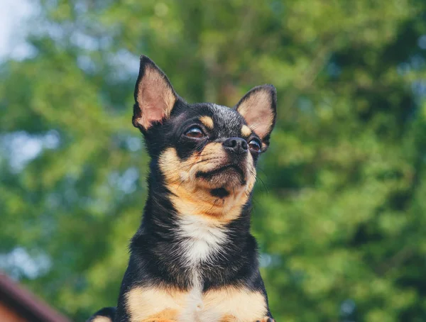 Chihuahua est assis sur le banc. Jolie chihuahua brun chien debout et face à la caméra . — Photo