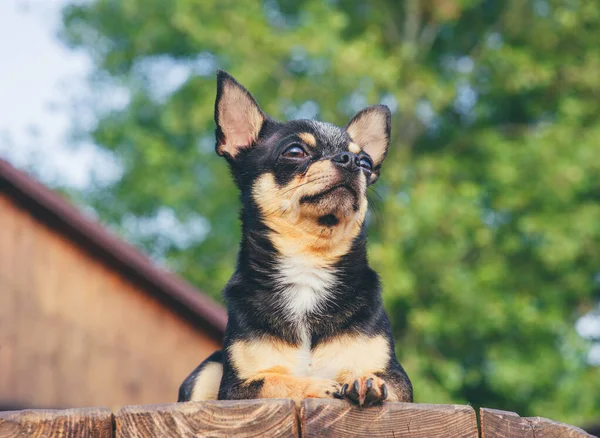 Chihuahua stă pe bancă. Destul de maro chihuahua câine în picioare și cu care se confruntă camera . — Fotografie, imagine de stoc