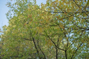 Yeşil yapraklar güneşli bir günde sonbaharın başlarında. Gökyüzüne karşı yeşil yapraklar, sonbahar teması.