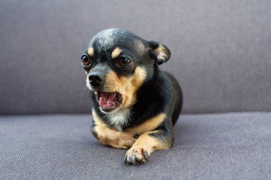 Chihuahua gri koltukta oturuyor.