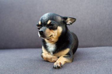 Chihuahua gri koltukta oturuyor.