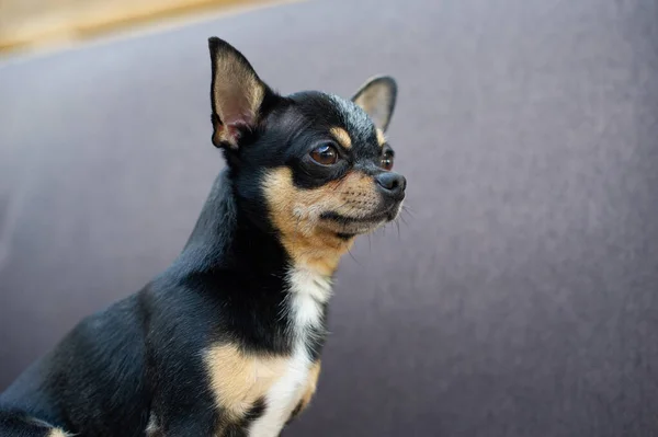 Chihuahua seduto sul divano grigio — Foto Stock