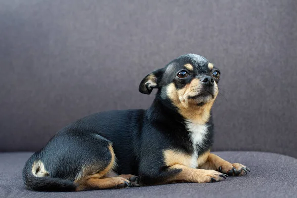 Chihuahua sitzt auf grauem Sofa — Stockfoto