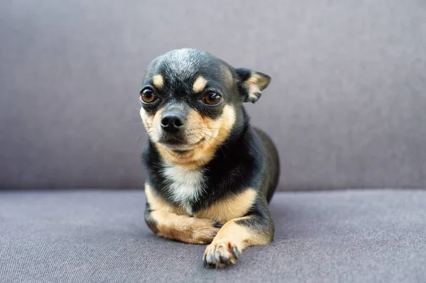 Chihuahua sentado en un sofá gris —  Fotos de Stock