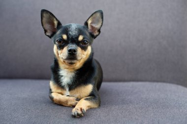 Chihuahua gri koltukta oturuyor.