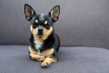 Chihuahua gri koltukta oturuyor.