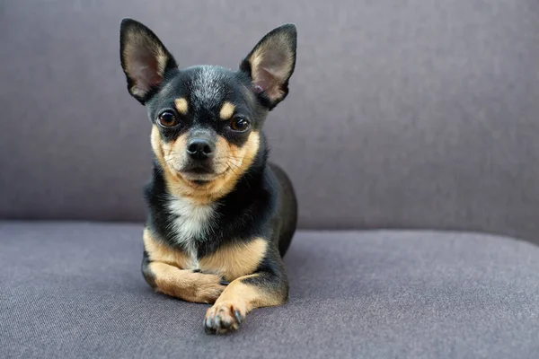 Chihuahua sitting on grey sofa — Stock Photo, Image