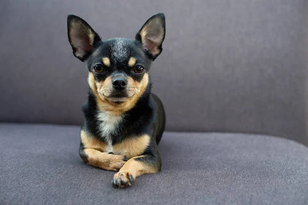 Chihuahua sitting on grey sofa — Stock Photo, Image
