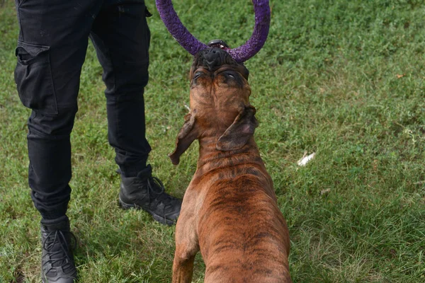 Retrato de verano al aire libre del perro boxeador de Geman en un día soleado caliente. Tigre marrón con boxeador de color brindle — Foto de Stock