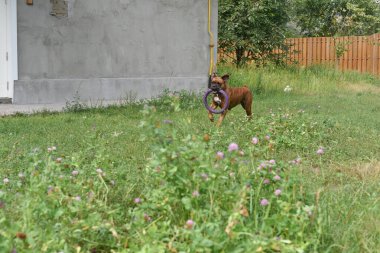 Güneşli bir günde Geman boksör köpeğinin açık hava portresi. Kahverengi kaplan ve esmer boksör