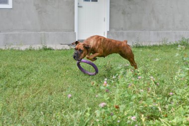 Güneşli bir günde Geman boksör köpeğinin açık hava portresi. Kahverengi kaplan ve esmer boksör