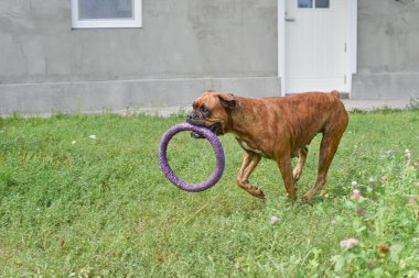 Güneşli bir günde Geman boksör köpeğinin açık hava portresi. Kahverengi kaplan ve esmer boksör