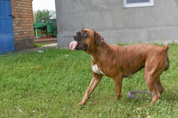 Zomer buiten portret van Geman bokser hond op hete zonnige dag. Bruine tijger met brindle gekleurde boxer — Stockfoto